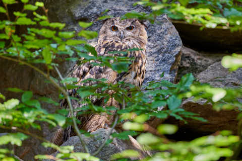 Gemeinde Neuschönau Landkreis Freyung-Grafenau Tierfreigelände Uhu (Dirschl Johann) Deutschland FRG